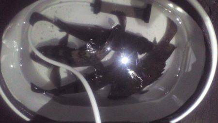 多奈川周辺でのメバル調査