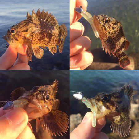 朝のメバリング！