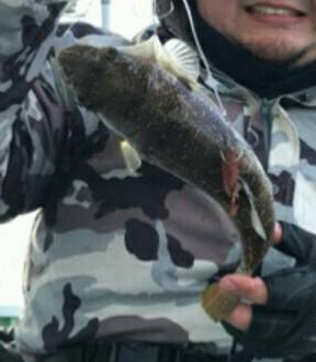 ショウサイフグ釣り