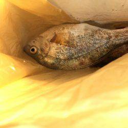 年明け淡路島釣行！