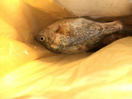 年明け淡路島釣行！