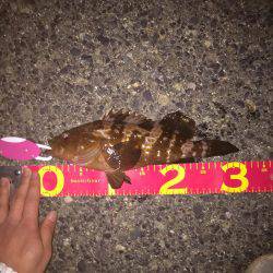 エビまきで根魚パラダイス！