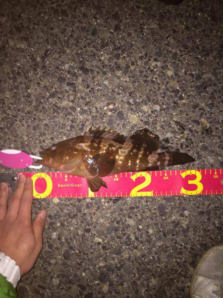 エビまきで根魚パラダイス！