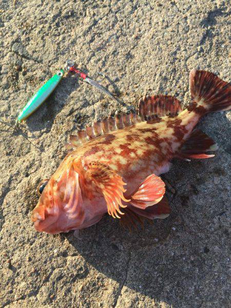 ライトショアスロー