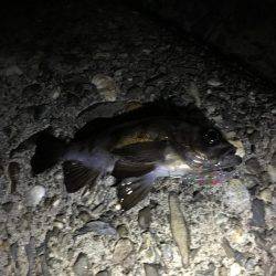 メバルランガン！