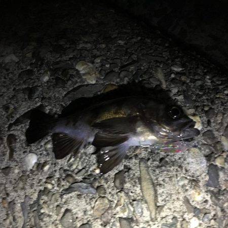 メバルランガン！