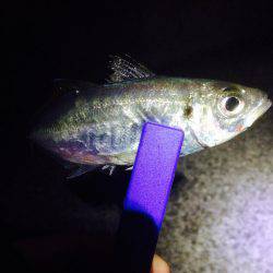 メバリングとアジング