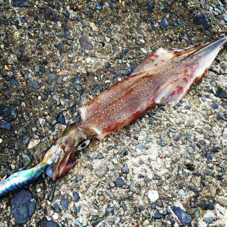 ヤリイカエギング