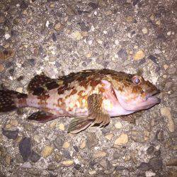 釣り初めはカサゴから…