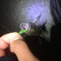 爆風メバリング