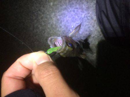 爆風メバリング