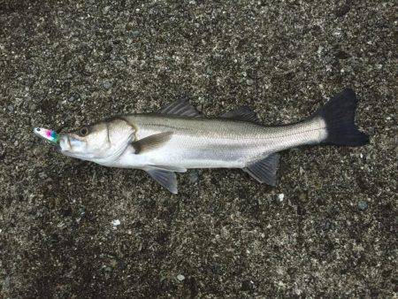 シーバス初釣り