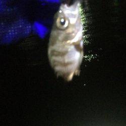 寒波＋爆風メバリング