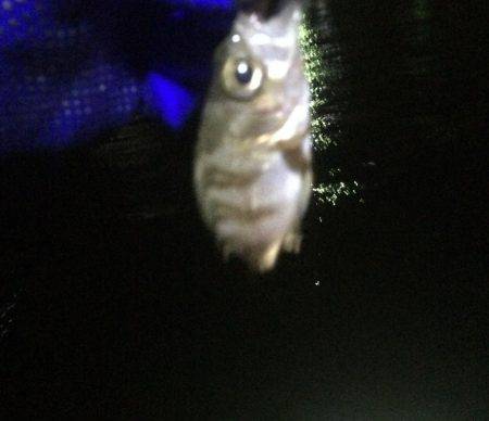 寒波＋爆風メバリング