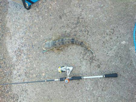 フラットフィッシュ