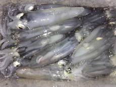 ライトエギング