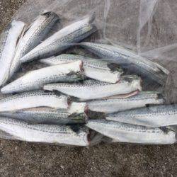 サゴシの群れ接岸