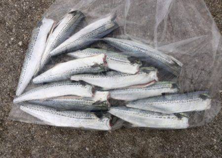 サゴシの群れ接岸