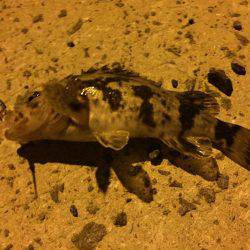 久しぶりの釣行