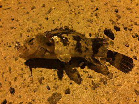 久しぶりの釣行