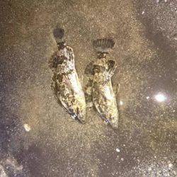 初釣りボーズ翌日タケノコ