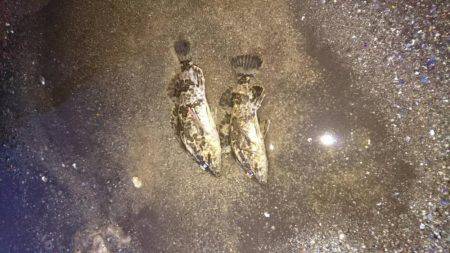 初釣りボーズ翌日タケノコ