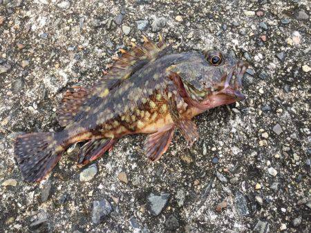 久しぶりの下津周辺釣行