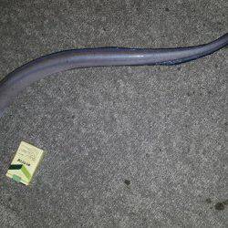 サーフでヒラメ65㎝　港ではアナゴとウツボ