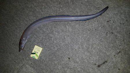 サーフでヒラメ65㎝　港ではアナゴとウツボ