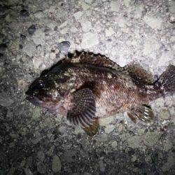 メバルはどこへ?