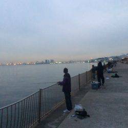 南芦屋浜タチウオ