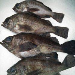 廿日市護岸  好調メバルプラッキング