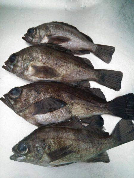 廿日市護岸  好調メバルプラッキング