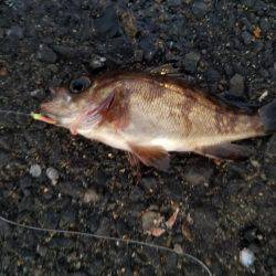 初釣りのはずが…