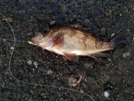 初釣りのはずが…