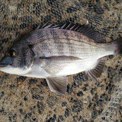 出直しのチヌ(メイタ)