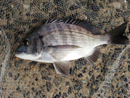 出直しのチヌ(メイタ)