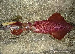 今年エギング初釣行