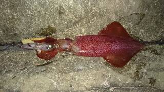 今年エギング初釣行