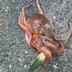 今年になって４匹の釣果です！