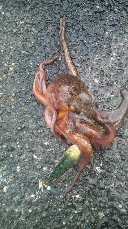 今年になって４匹の釣果です！