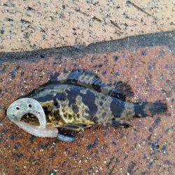 メバルは釣れずにタケノコメバルばっかり