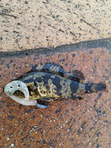 メバルは釣れずにタケノコメバルばっかり