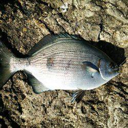 寒グレ～1日目～