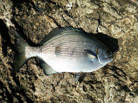 寒グレ～1日目～