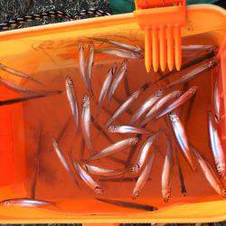 今年は型がいい布目湖のワカサギ