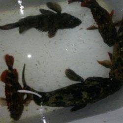 オンスタックルラウンドトリップトーナメント