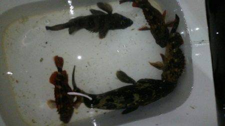 オンスタックルラウンドトリップトーナメント