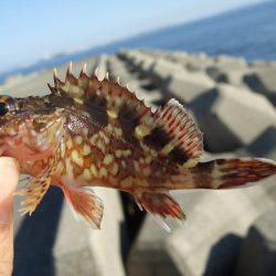 初釣りはメバル。