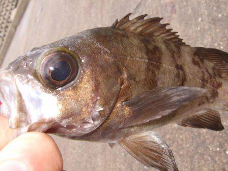 メバル釣り。